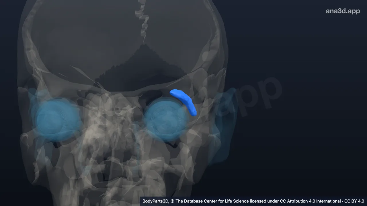 Modèle 3D : Glande lacrymale gauche