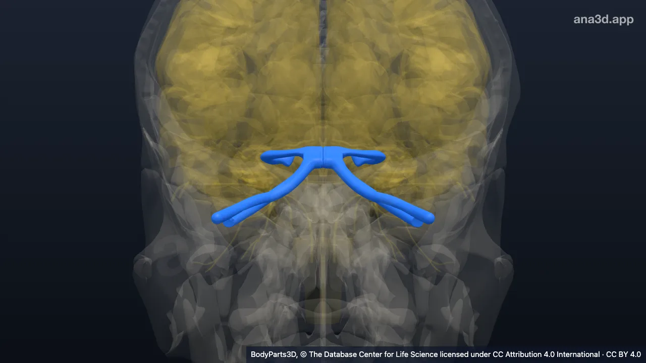 3D model: nerve trunk