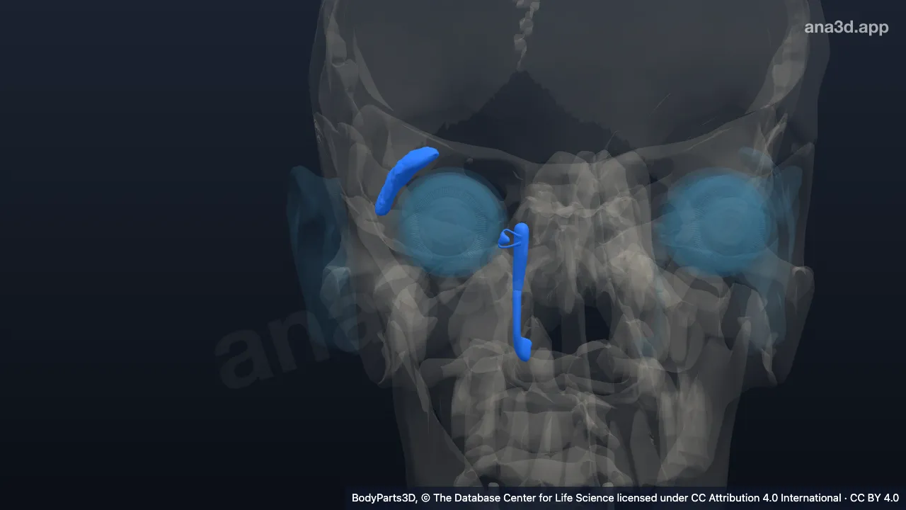 Modelo 3D: Aparato lagrimal derecho