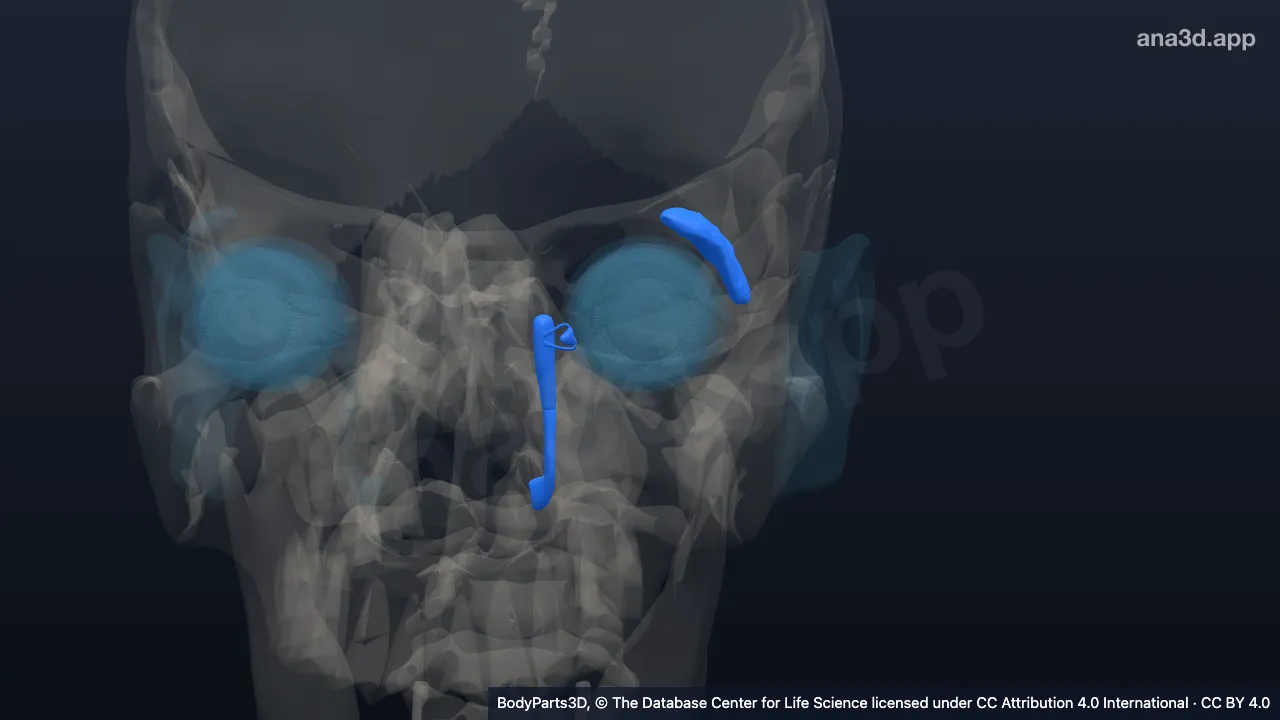 Modelo 3D: Aparato lagrimal izquierdo