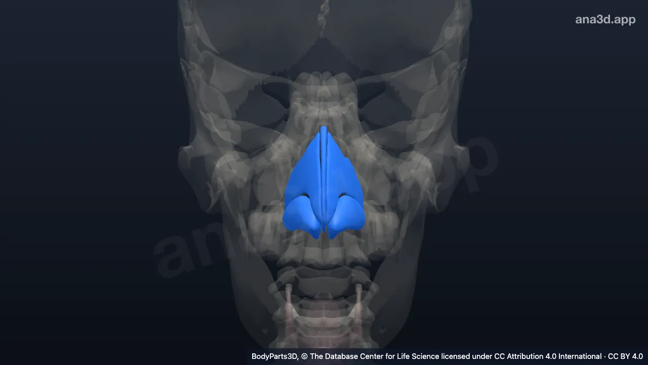 Modelo 3D: Cartilagem nasal