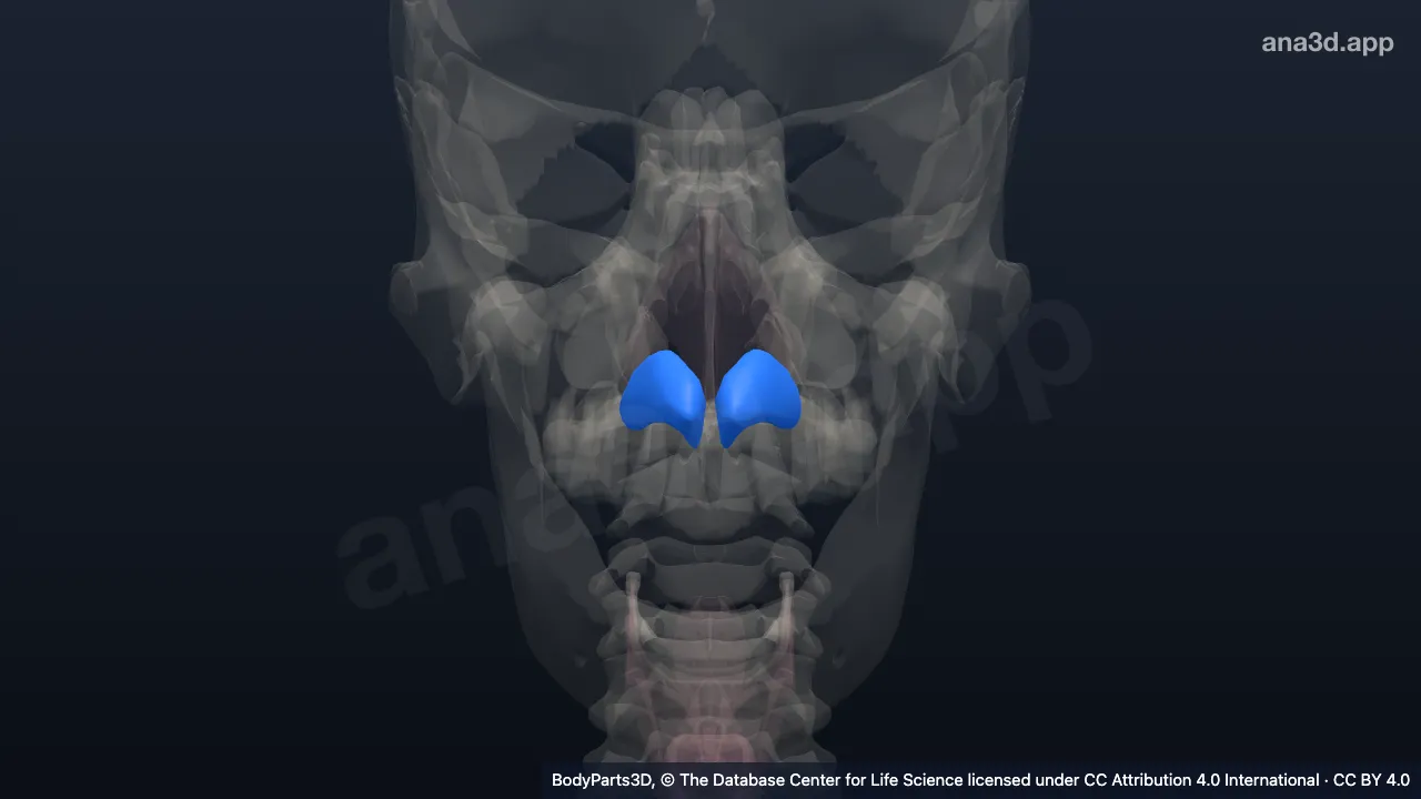 Modelo 3D: Cartilagem alar maior