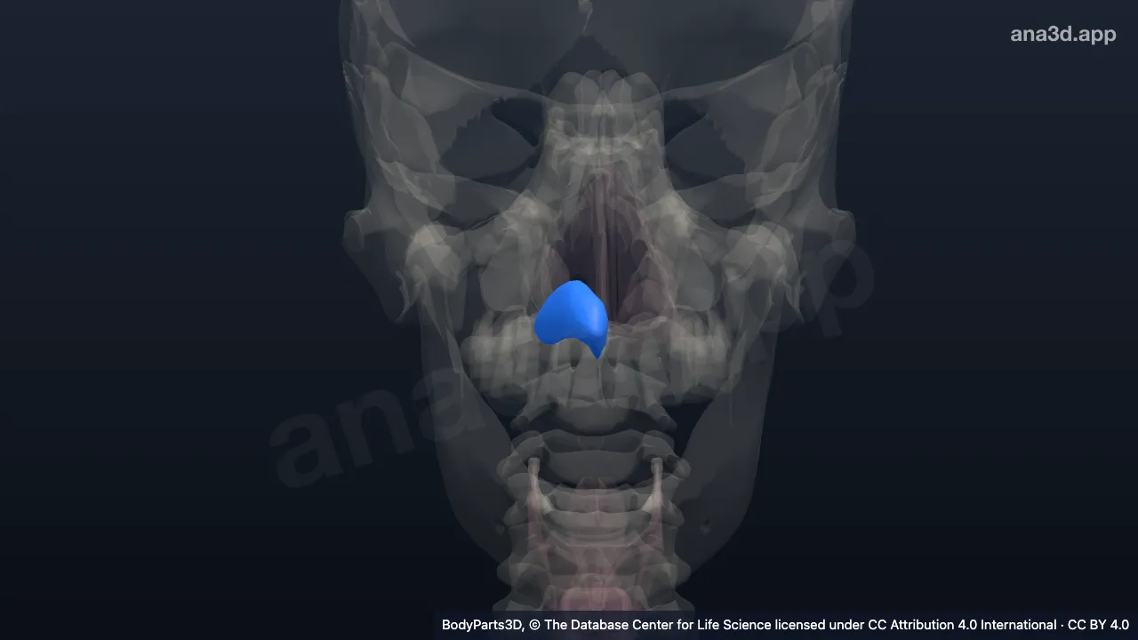 Modelo 3D: Cartilagem alar maior direita