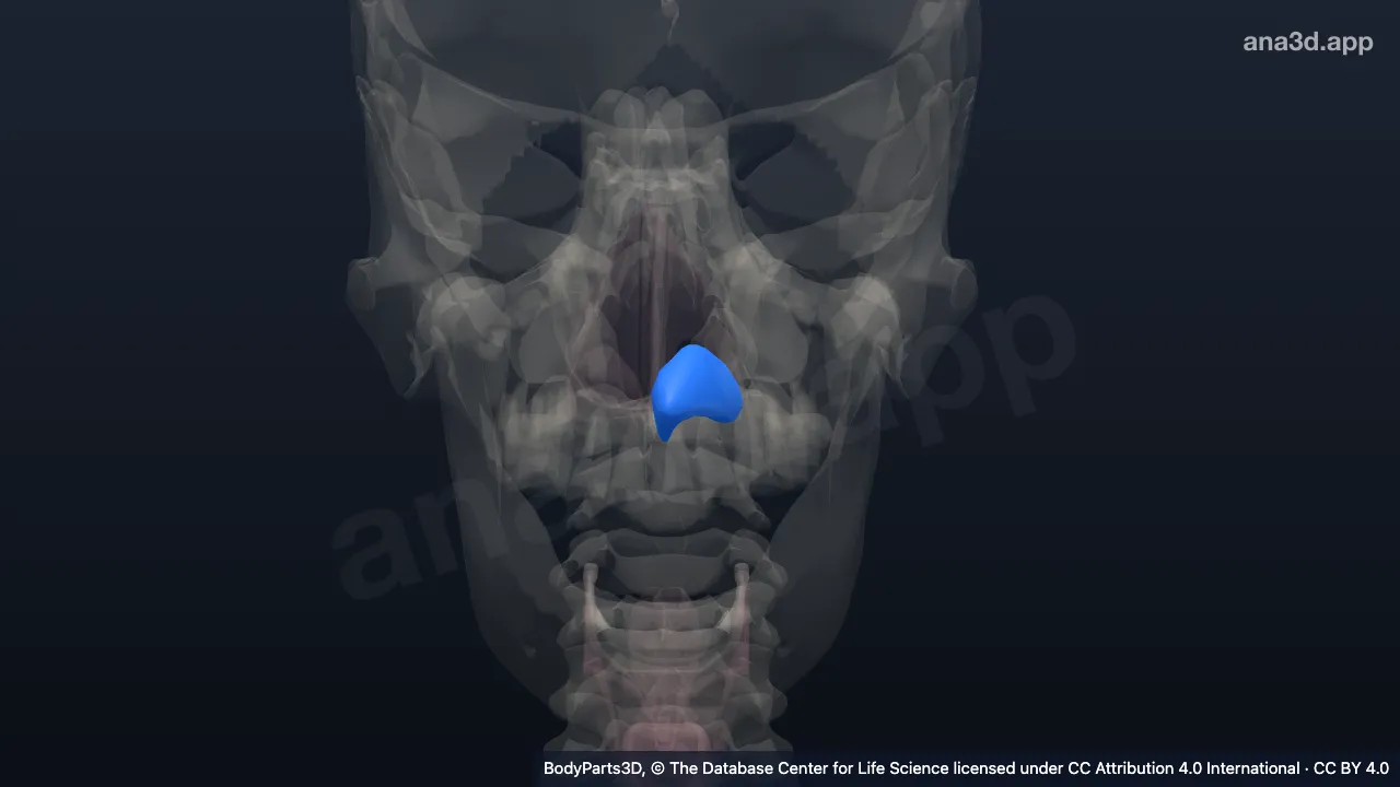 Modelo 3D: Cartilagem alar maior esquerda