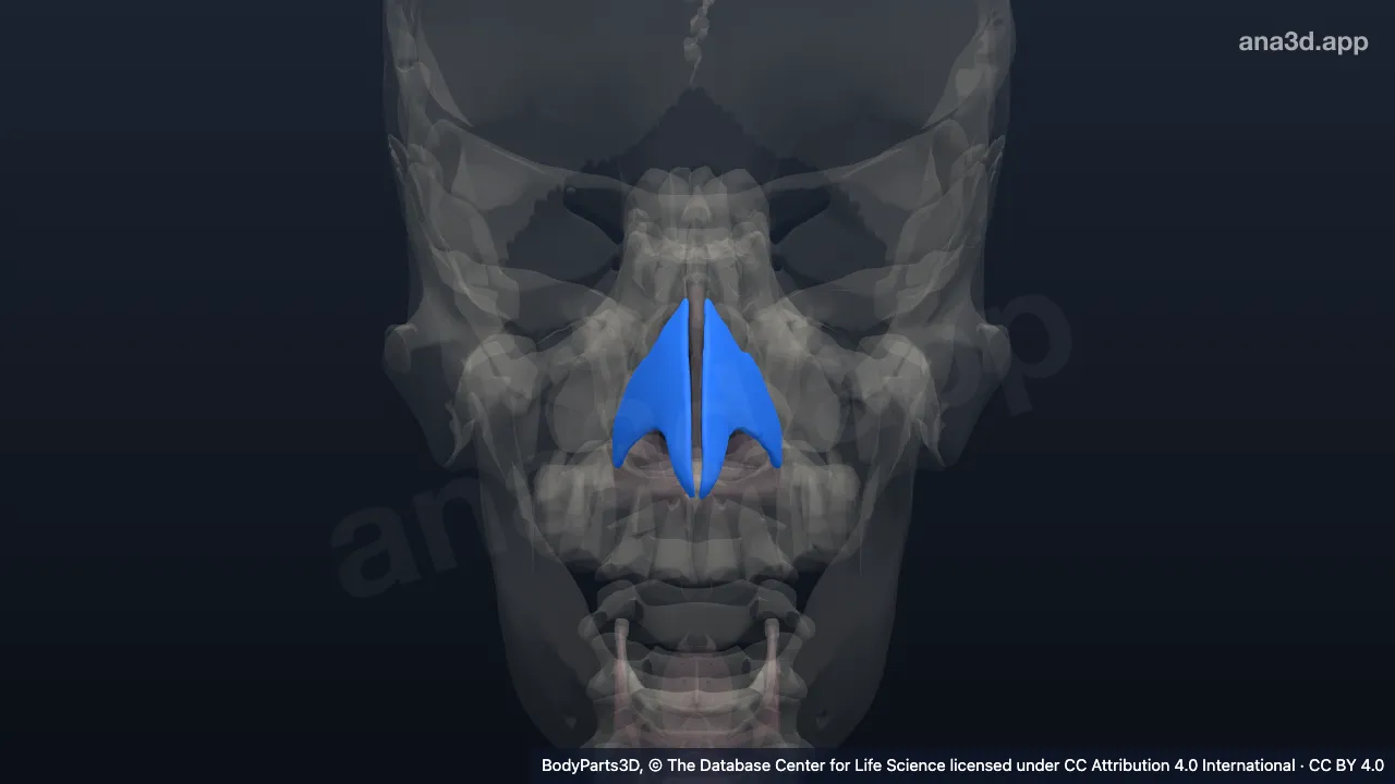 Modelo 3D: Processo lateral da cartilagem septal nasal