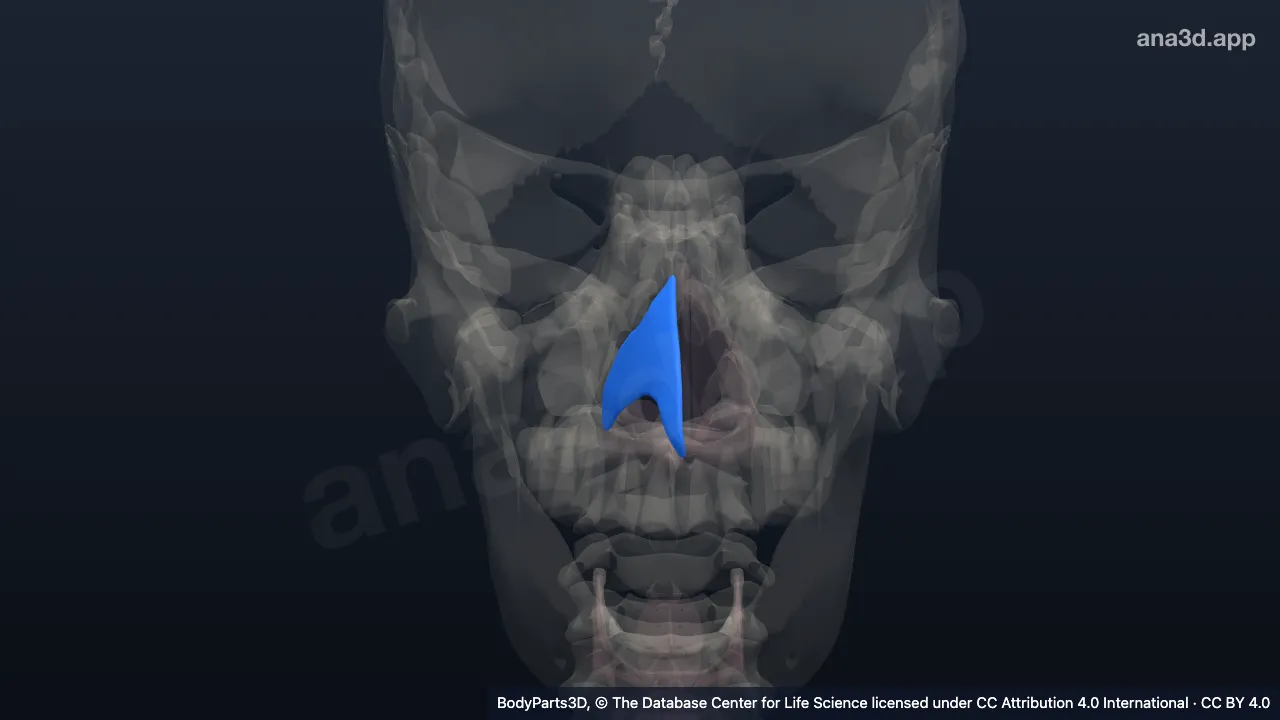 Modelo 3D: Cartilagem nasal lateral direita