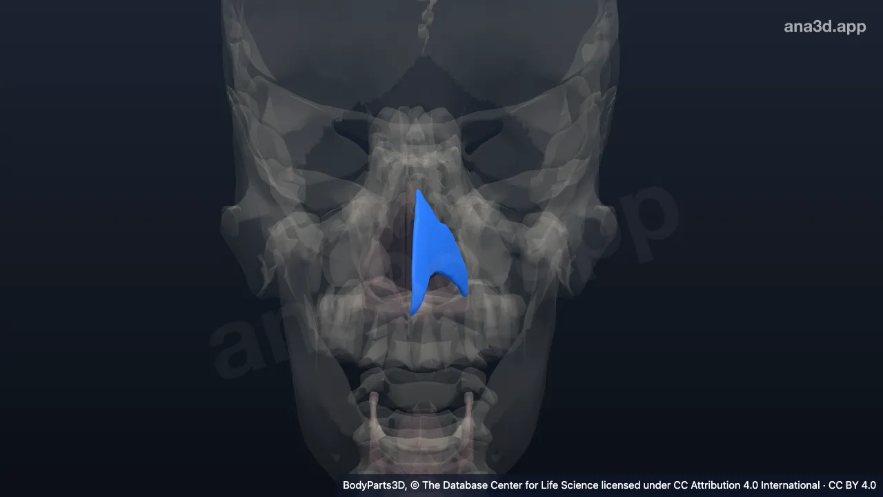 Modelo 3D: Cartilagem nasal lateral esquerda