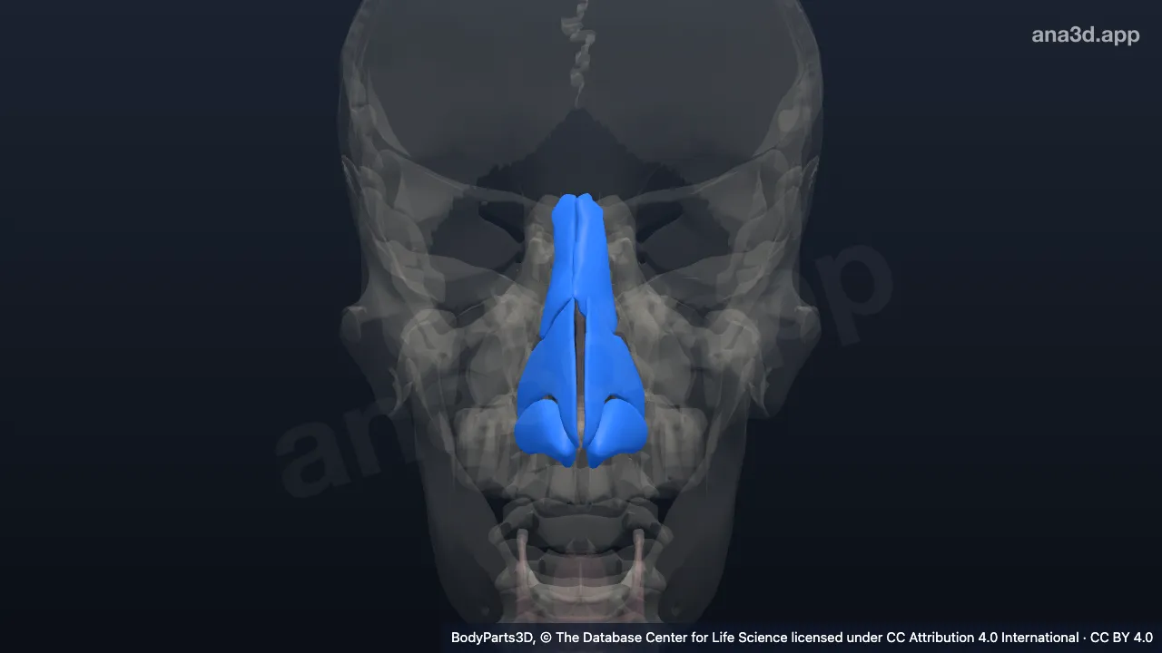 Modelo 3D: Nariz externo