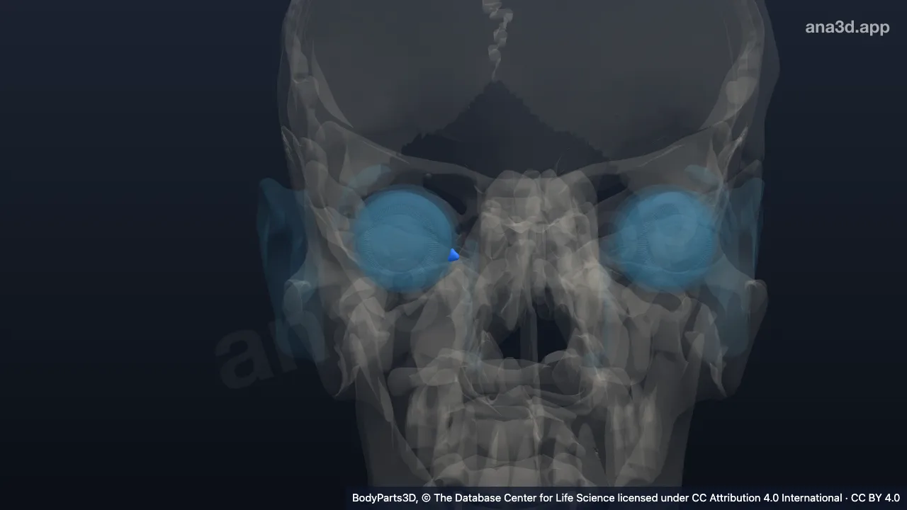 3D model: right lacrimal lake