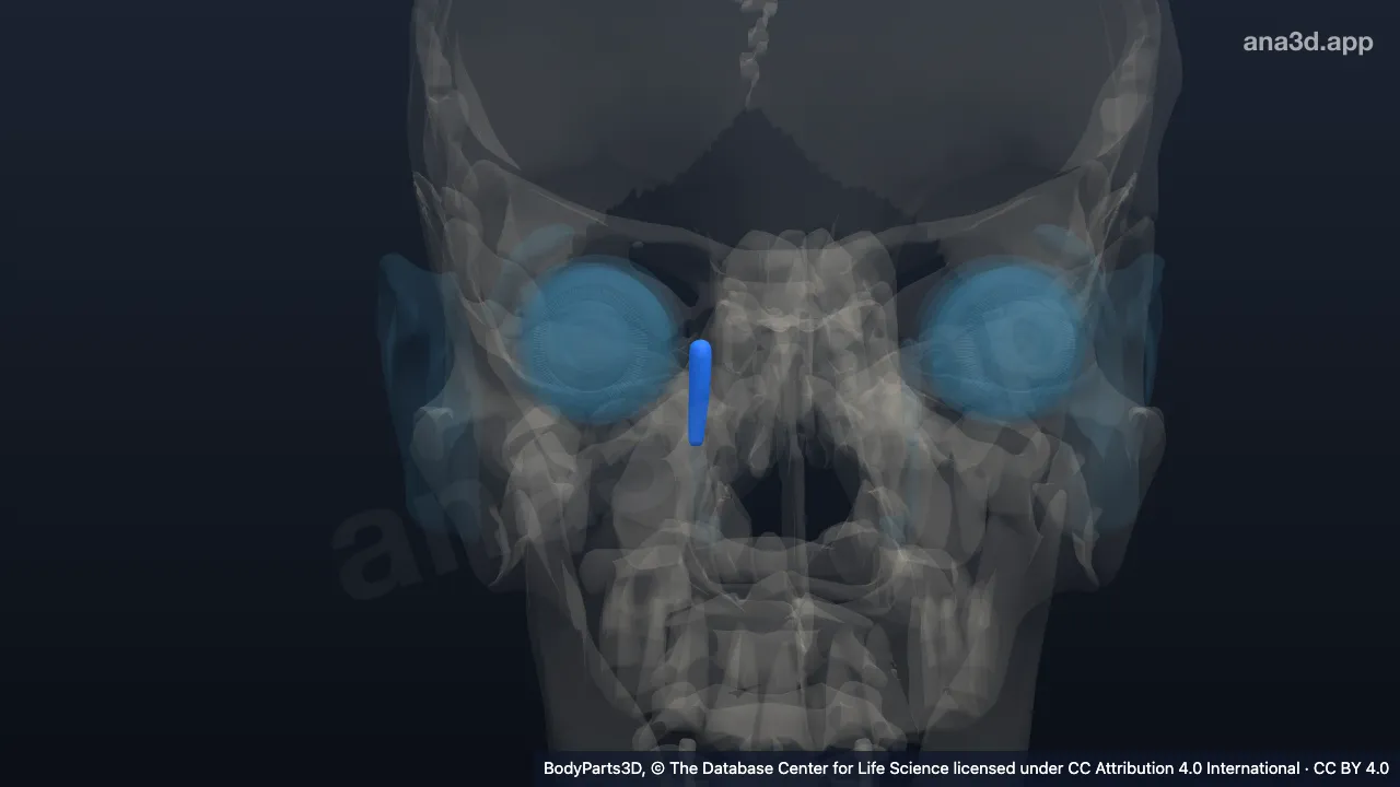 Modelo 3D: Saco lacrimal direito