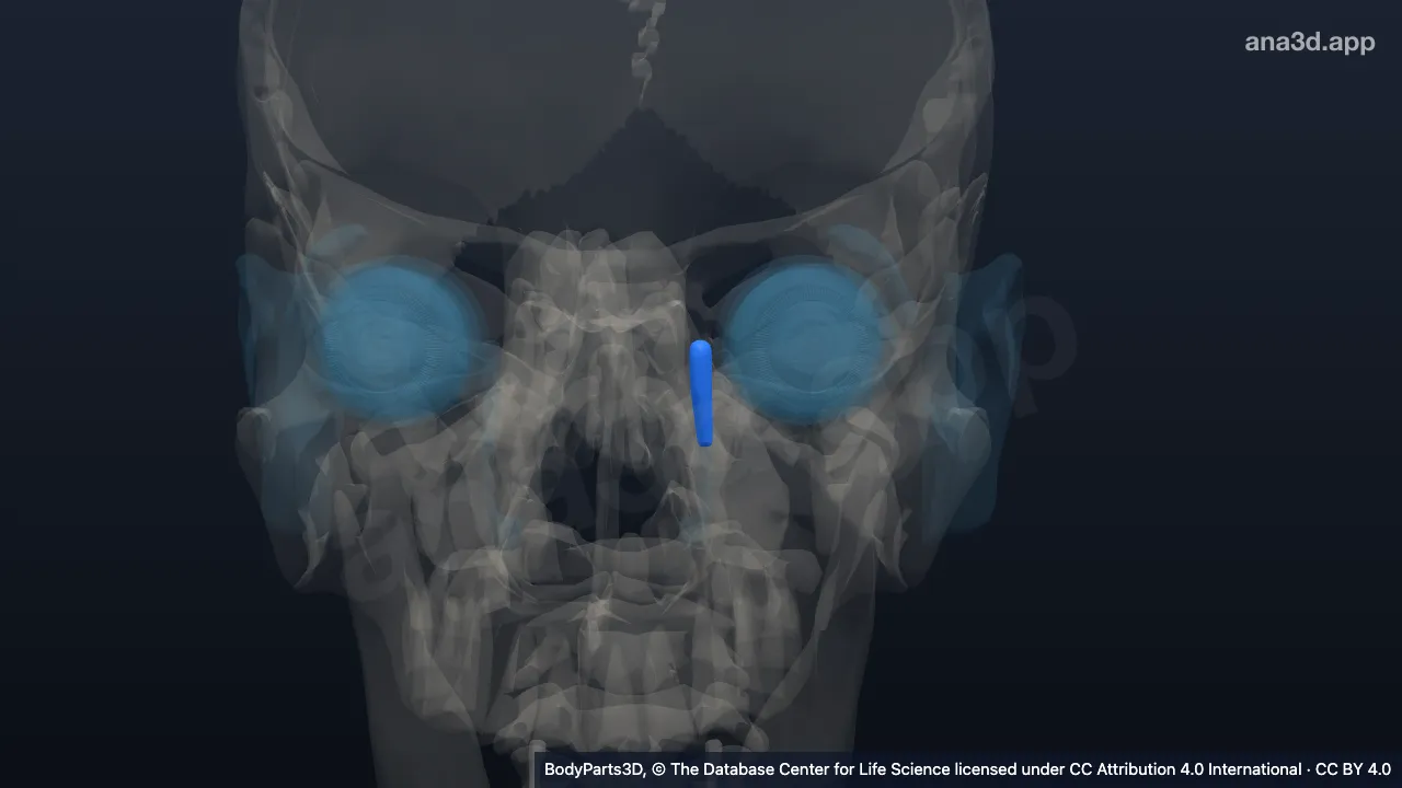 Modèle 3D : Sac lacrymal gauche