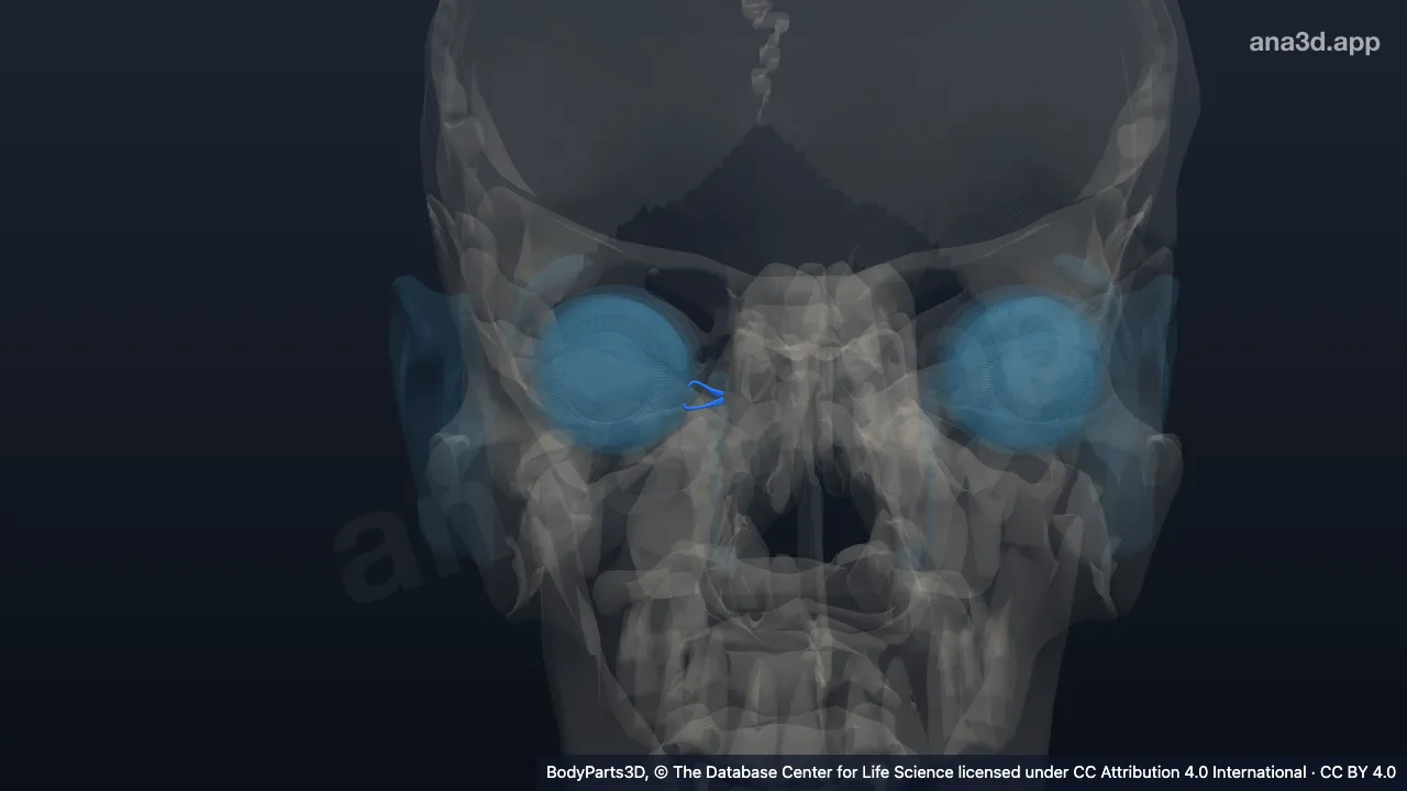 3D-Modell: Rechter Canaliculus lacrimalis