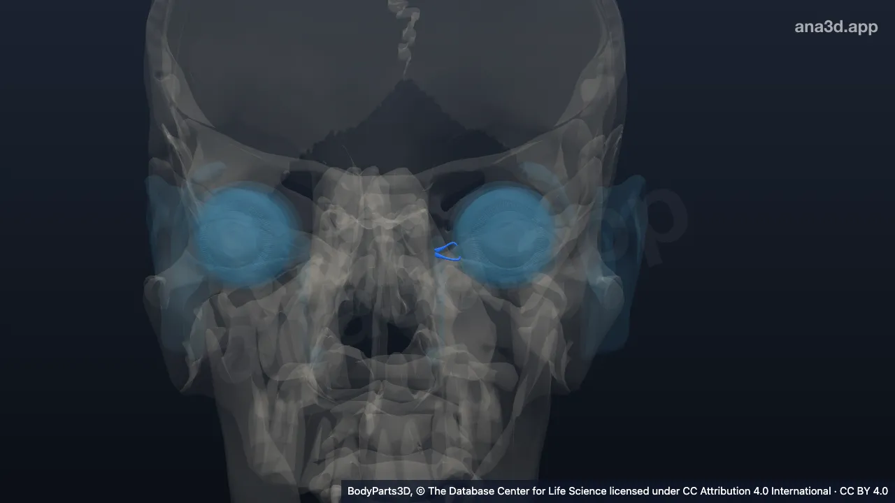 3D-Modell: Linker Canaliculus lacrimalis