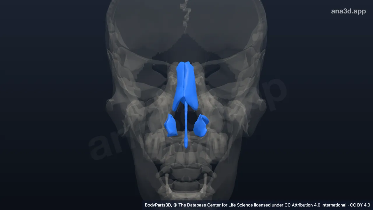 Modelo 3D: Esqueleto óseo de la nariz