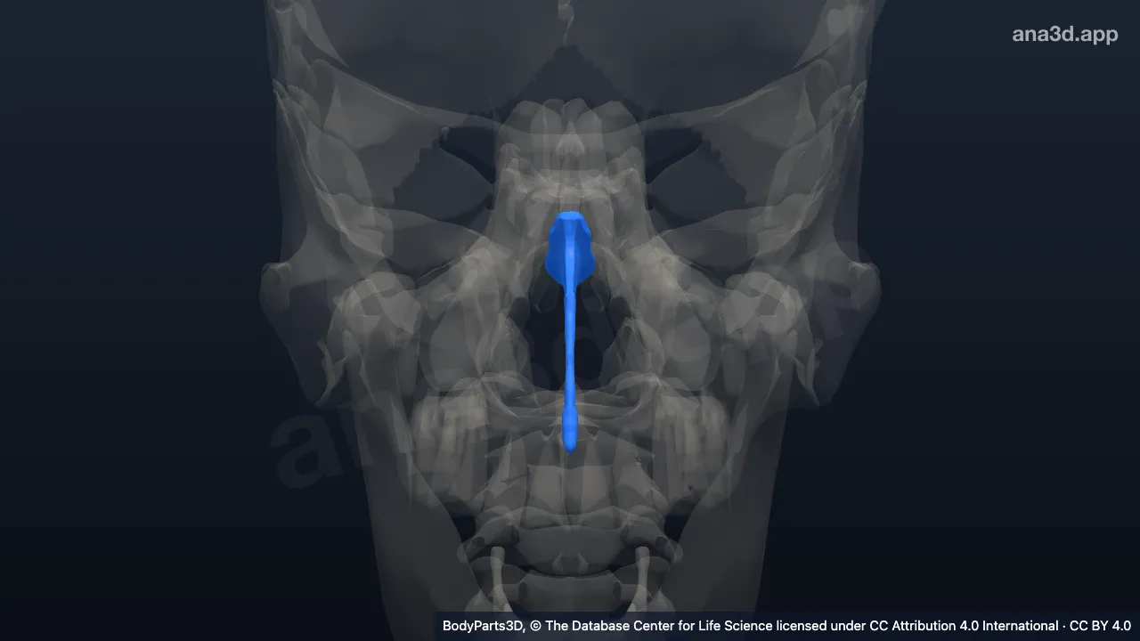 Modelo 3D: Septo nasal