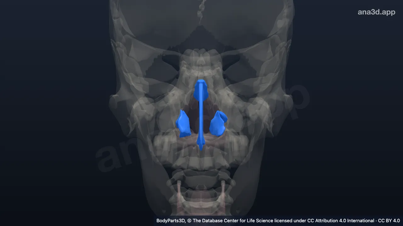 Modelo 3D: Parede do nariz interno