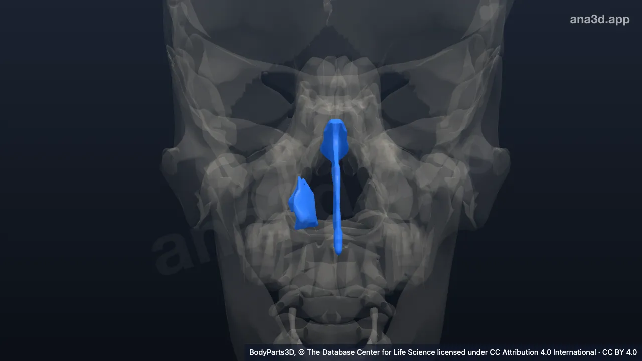 Modelo 3D: Parede do lado direito do nariz interno