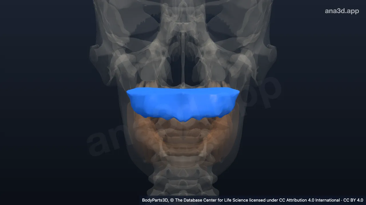 Model 3D: Gingiva rahang atas