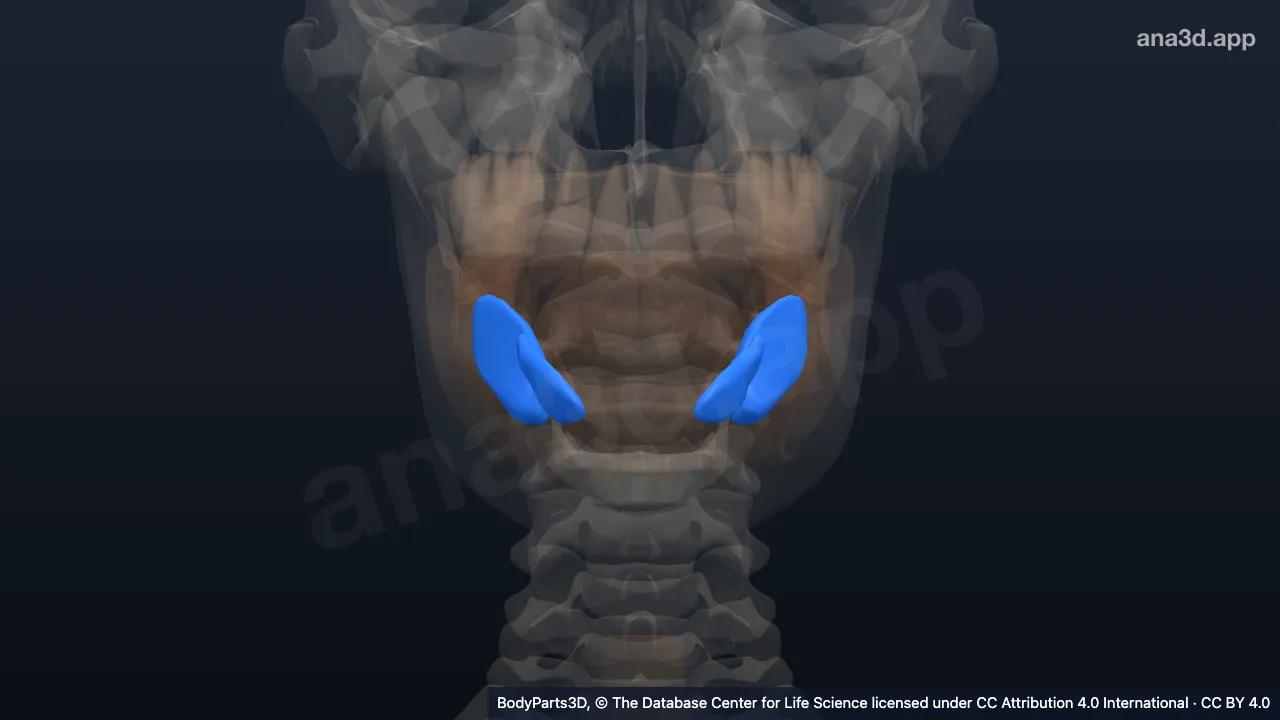 3D model: major salivary gland