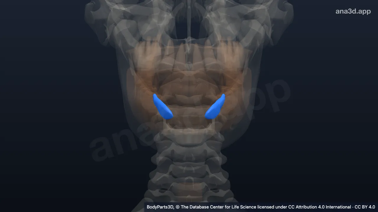 3D model: sublingual gland