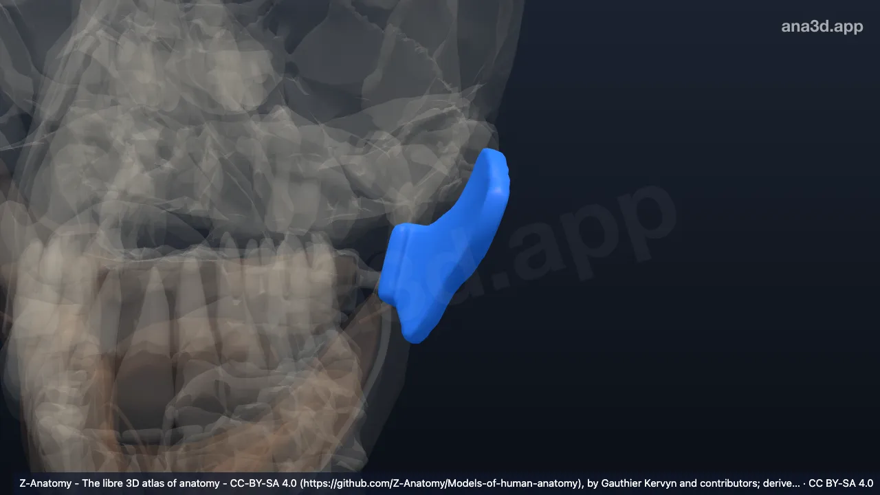 Modelo 3D: Glándula parótida izquierda