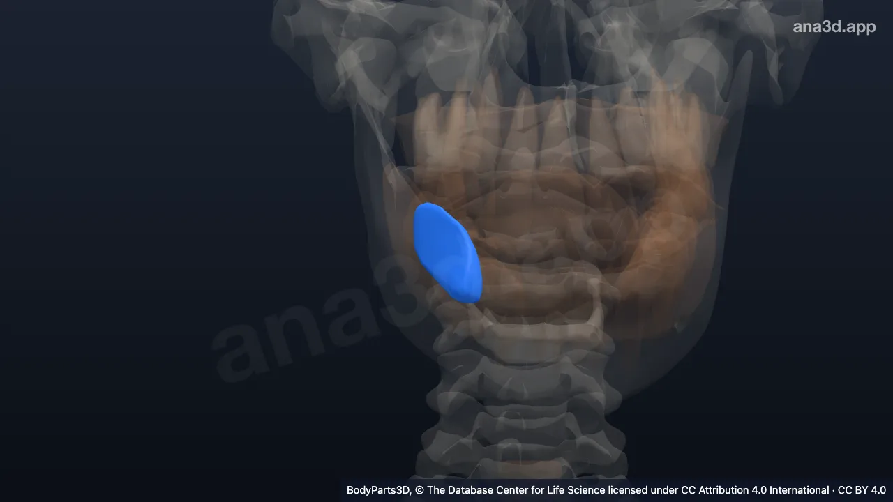 3D model: right submandibular gland