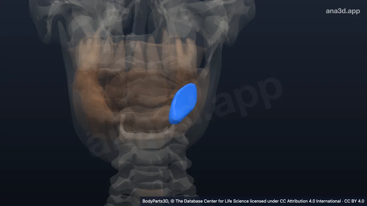 Modelo 3D: Glândula submandibular esquerda