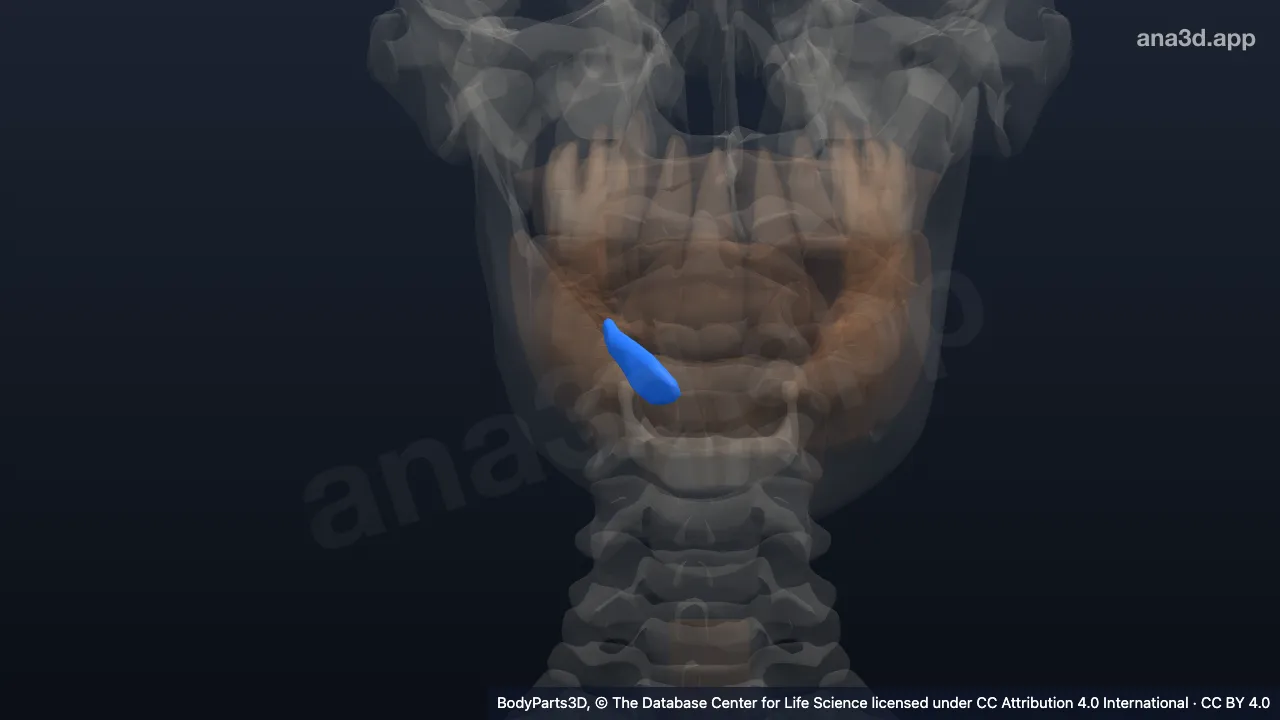 3D 模型：右舌下腺