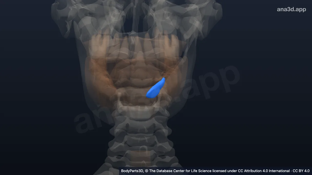 3D 模型:左舌下腺