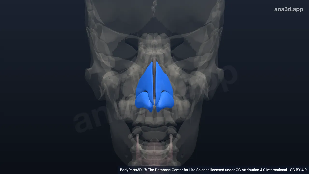 Modelo 3D: Esqueleto cartilagíneo do nariz externo