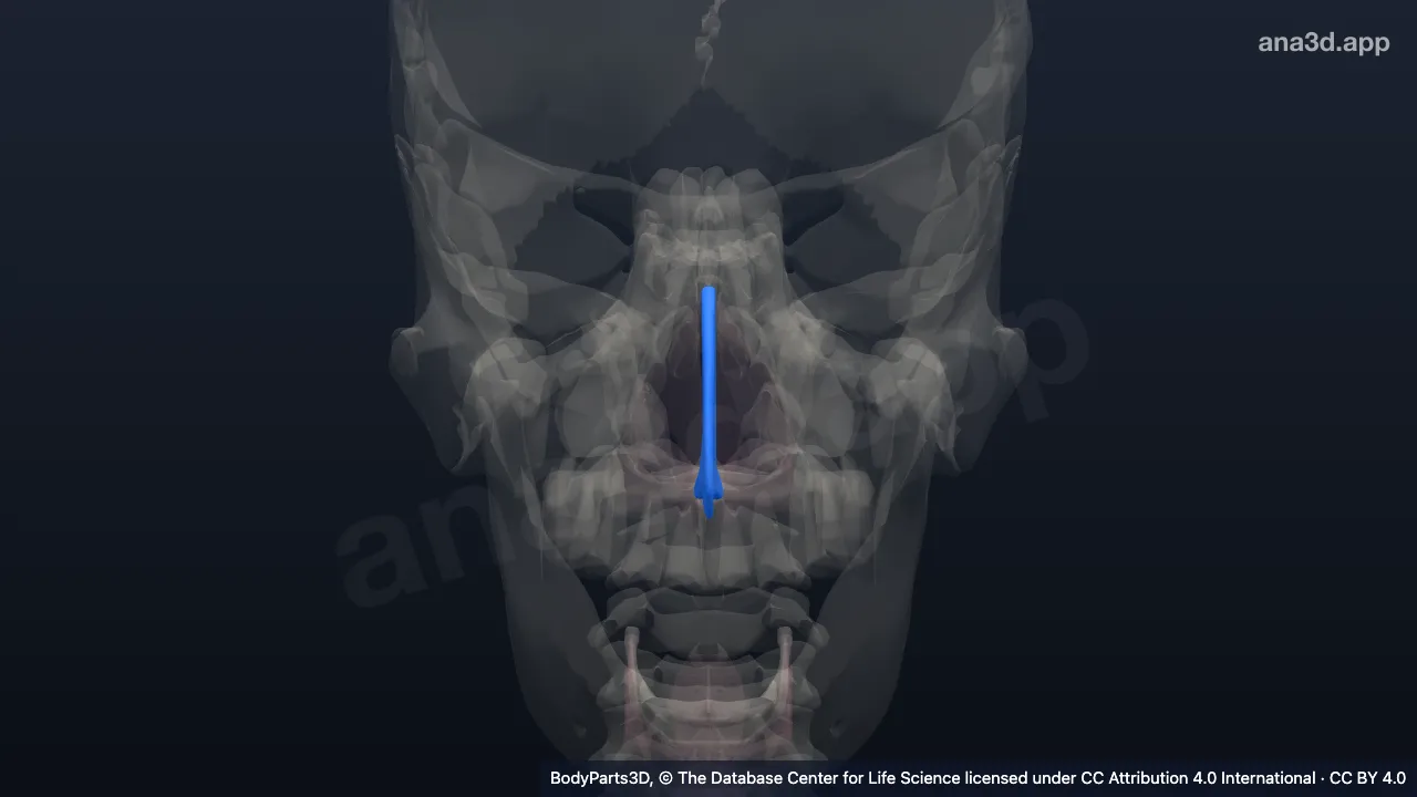 Modelo 3D: Parte cartilagínea do septo nasal