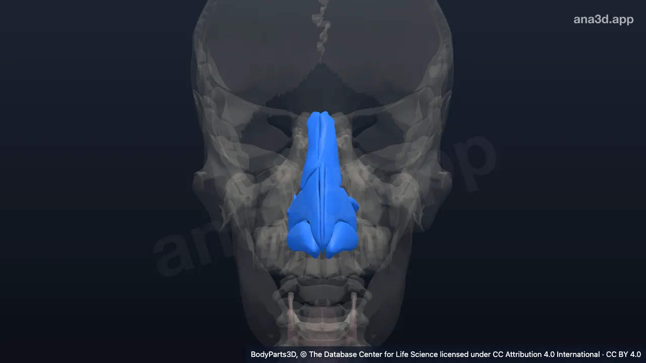 Model 3D: Kerangka hidung