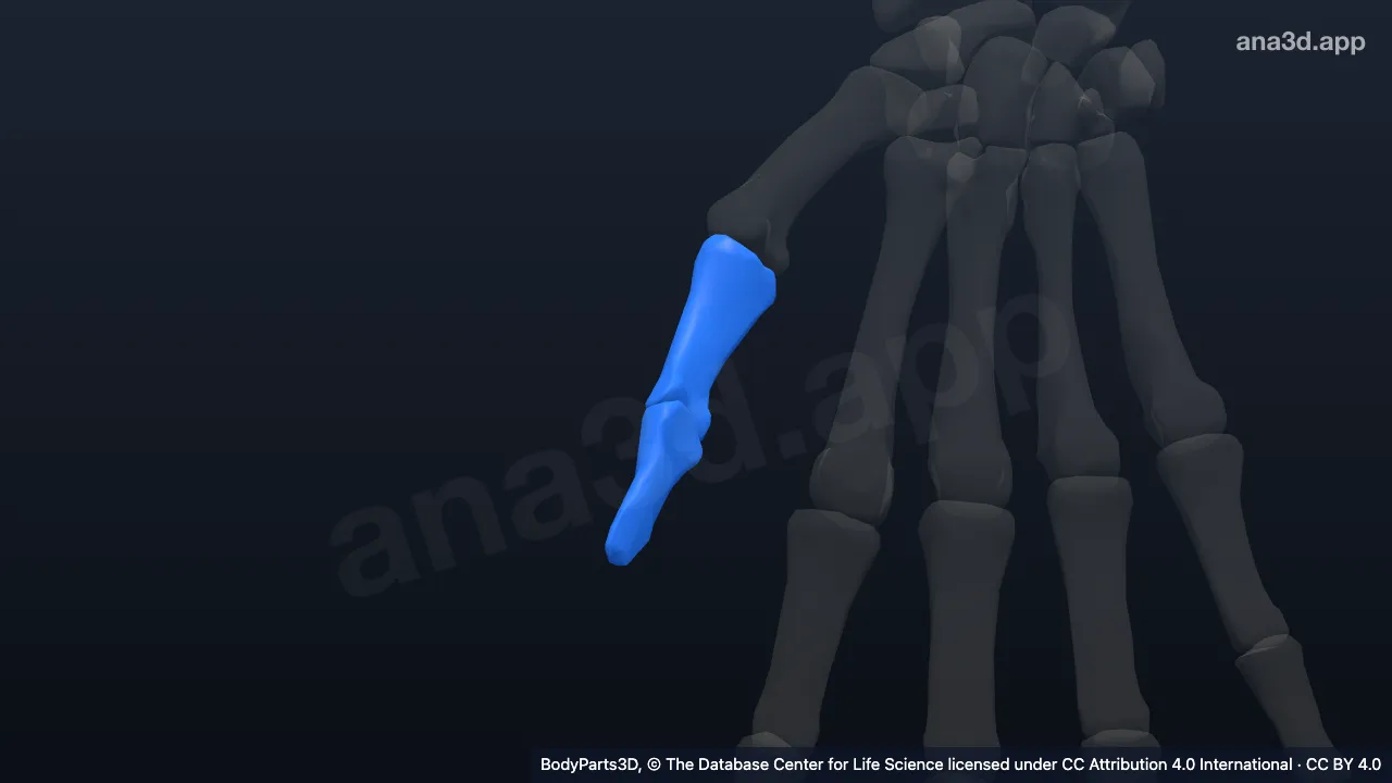 3D model: right thumb