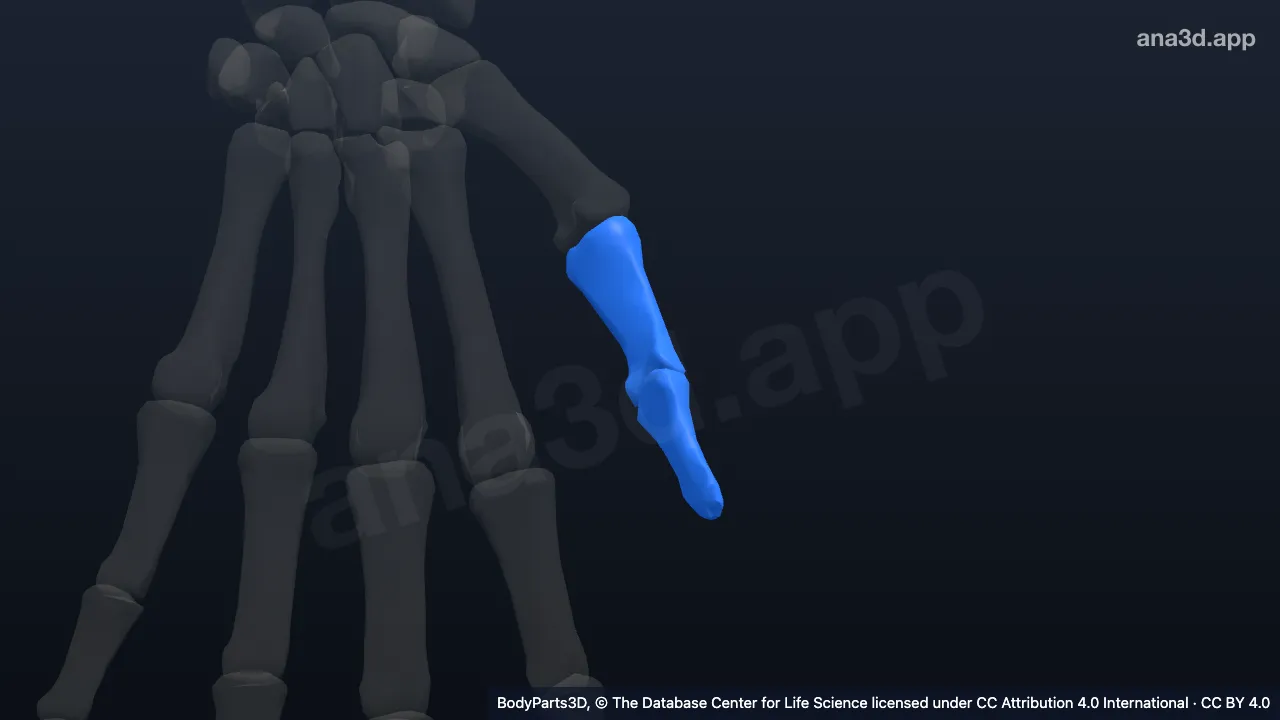 3D model: left thumb