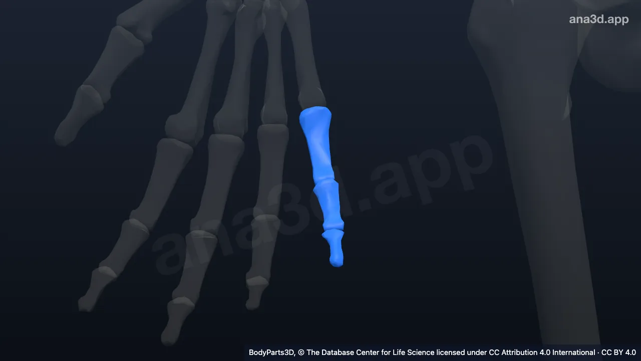 3D model: right little finger