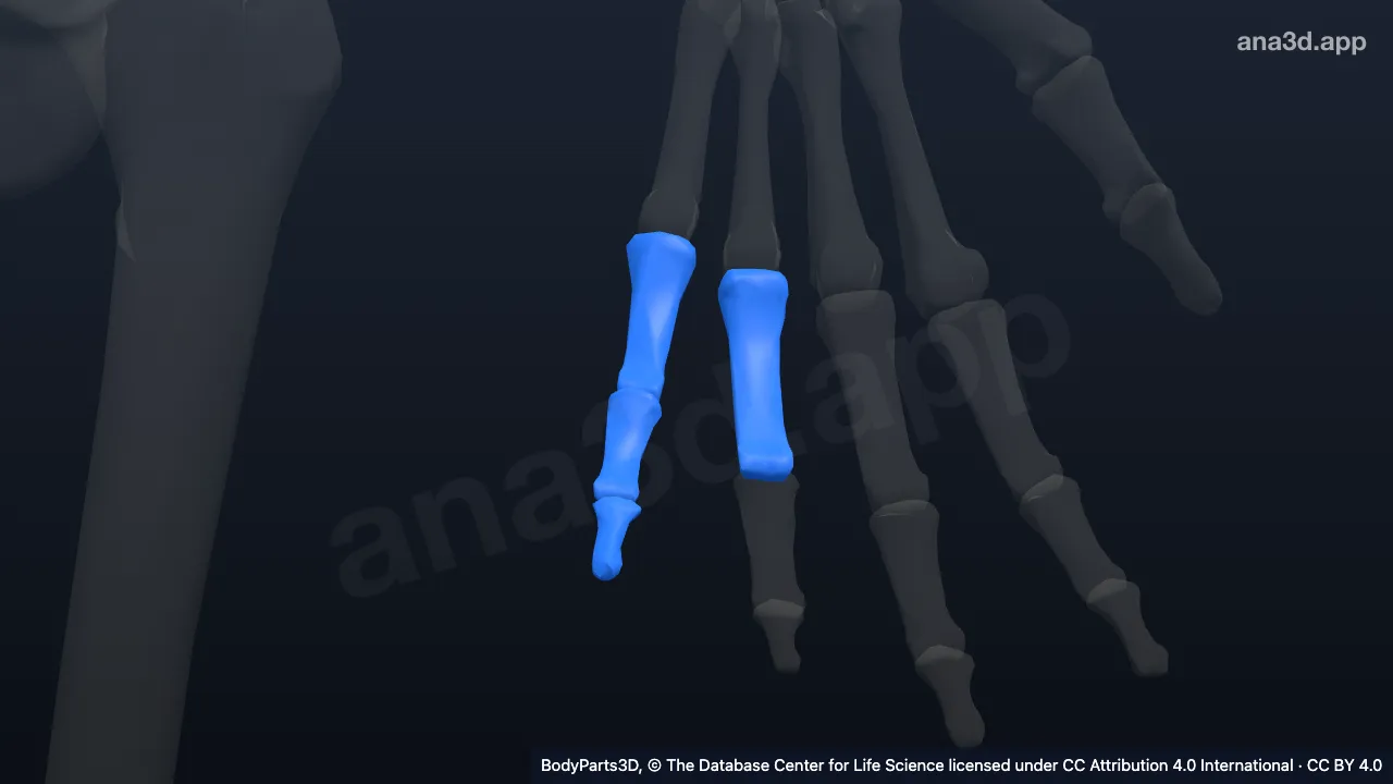 3D-Modell: Linker kleiner Finger