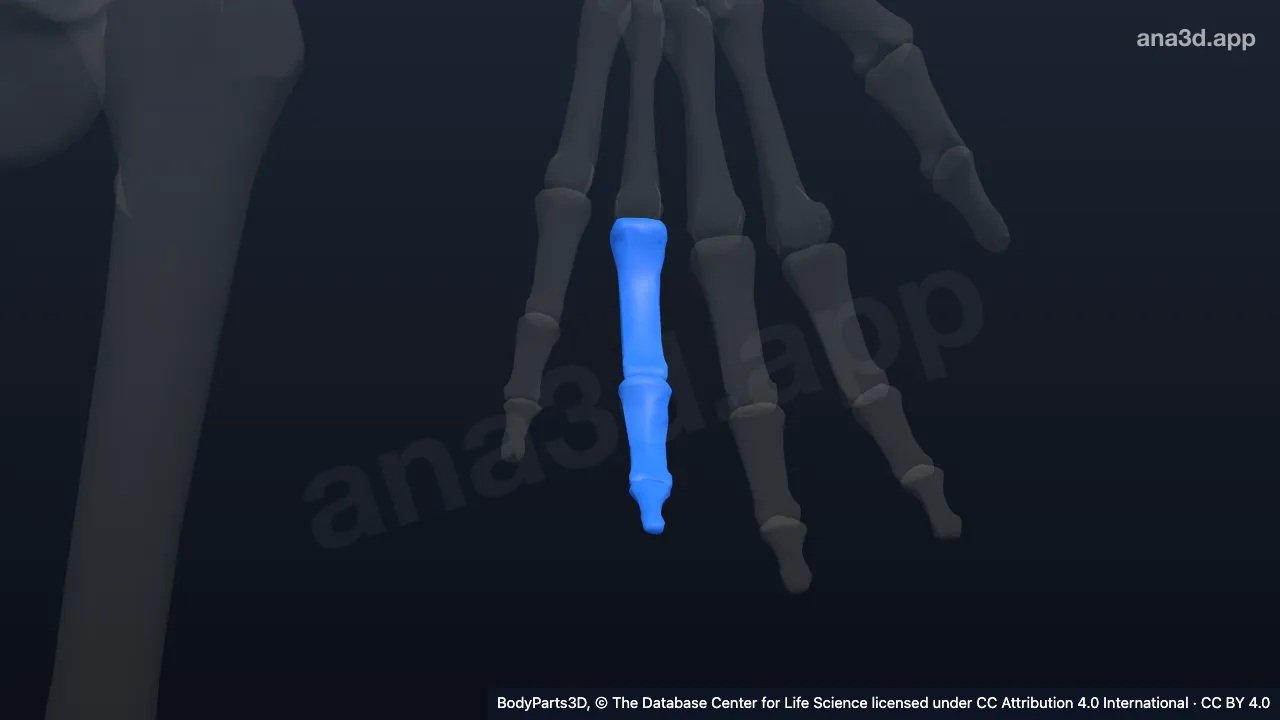 3D-Modell: Linker Ringfinger