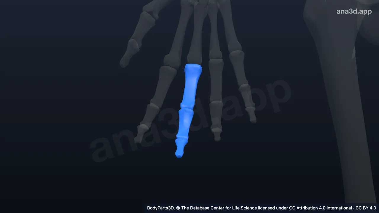 3D model: right middle finger
