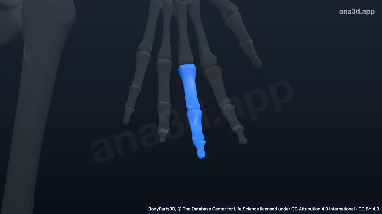3D model: left middle finger