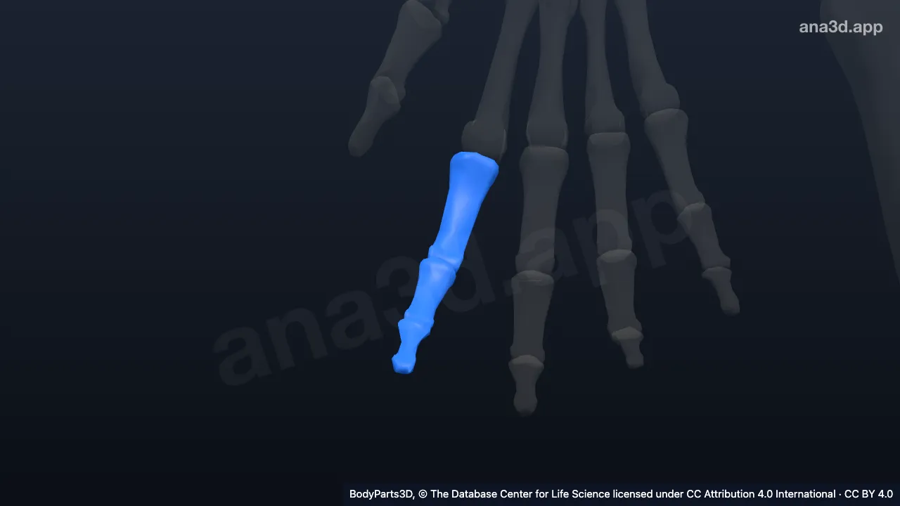 3D model: right index finger
