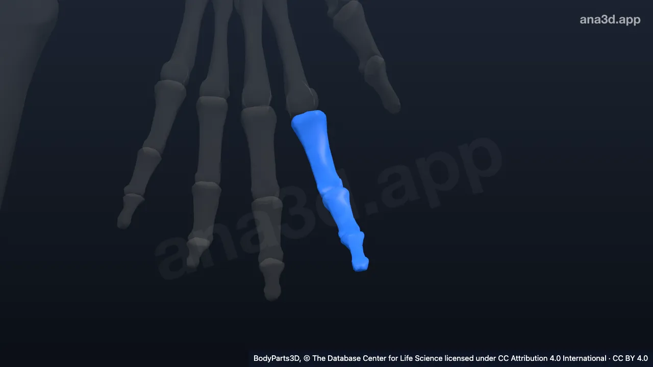 3D-Modell: Linker Zeigefinger