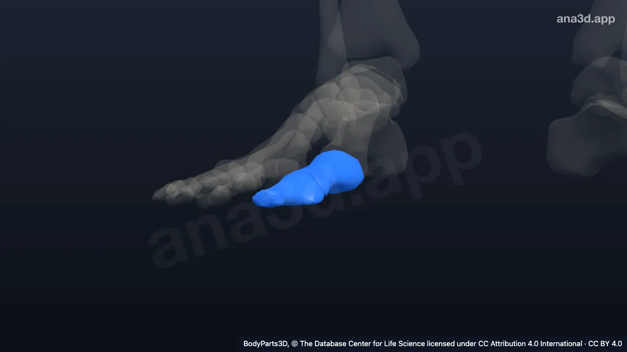 Modelo 3D: Dedo gordo del pie derecho