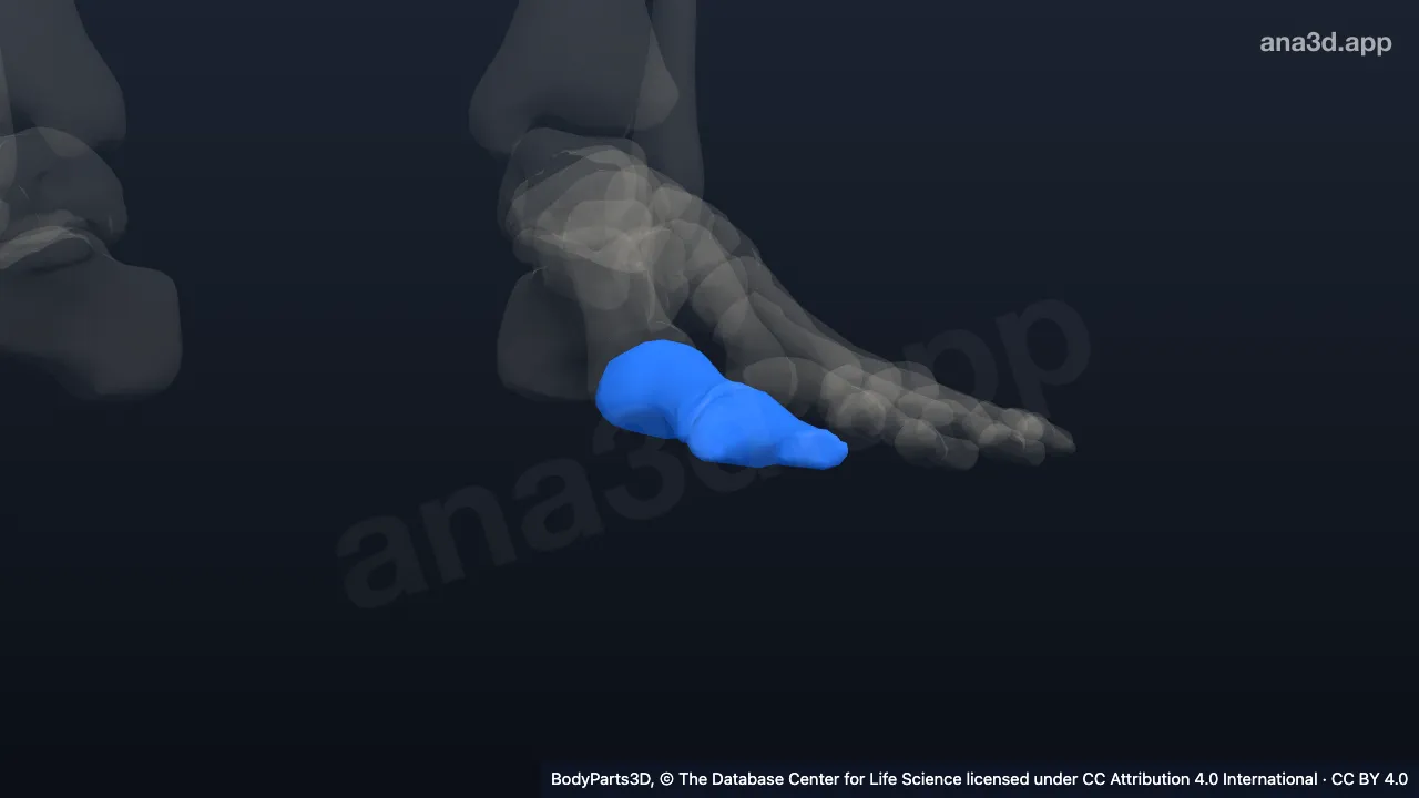 Modelo 3D: Hálux esquerdo
