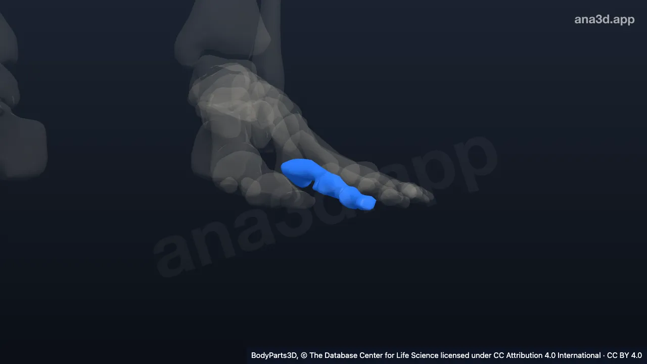 3D model: left second toe