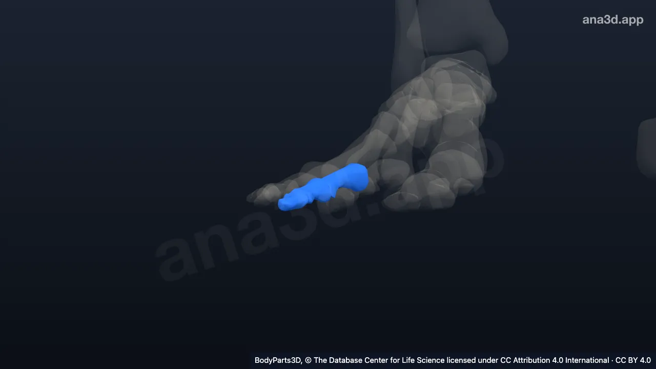 Modelo 3D: Tercer dedo del pie derecho
