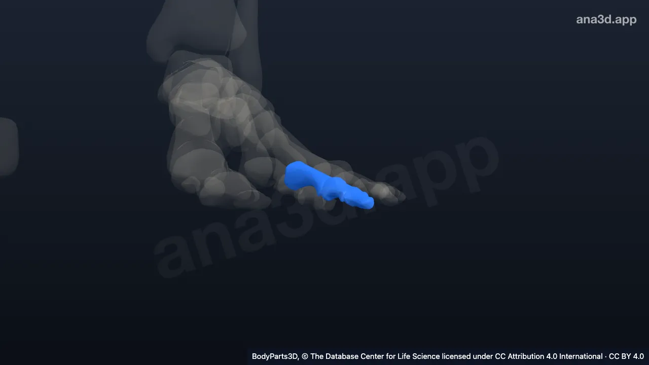 3D model: left third toe