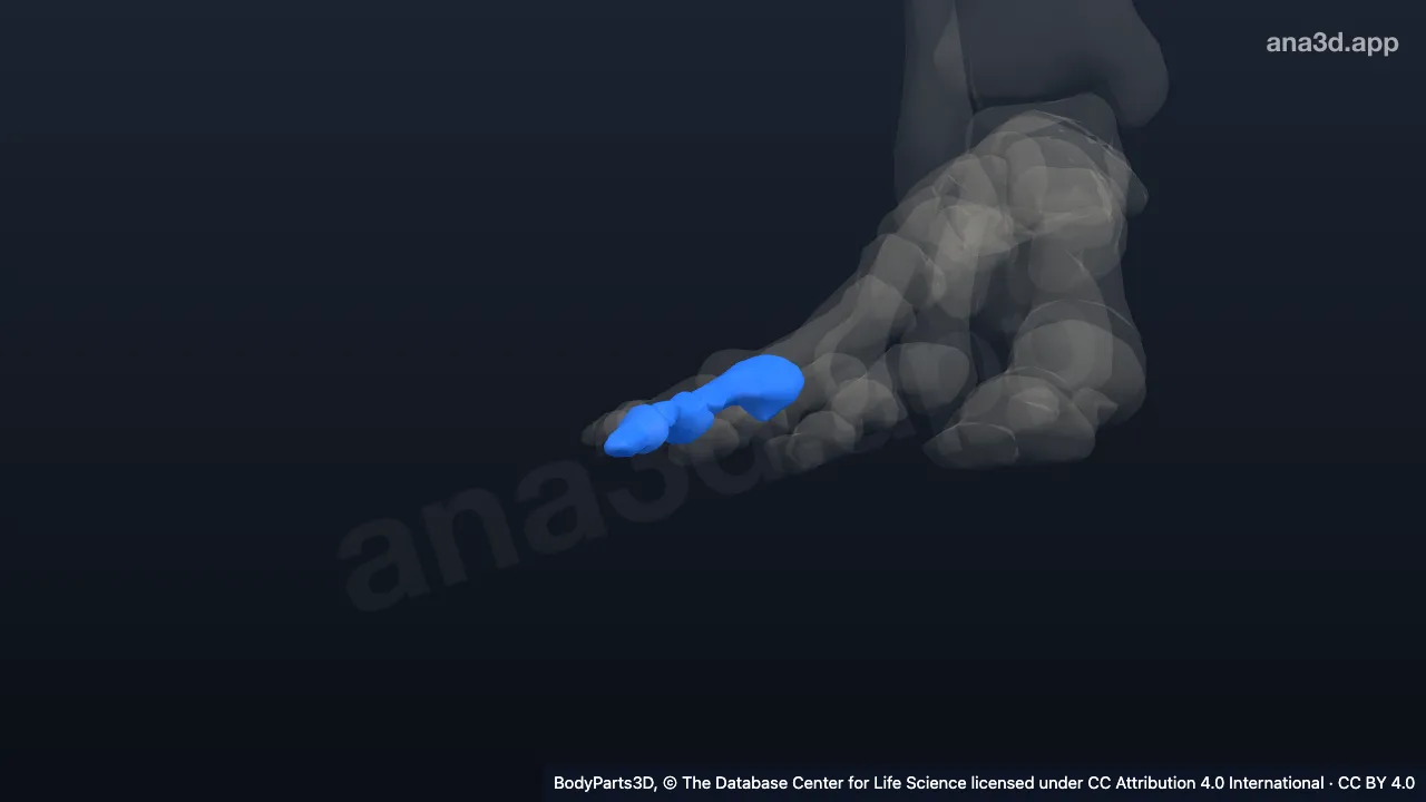 3D model: right fourth toe
