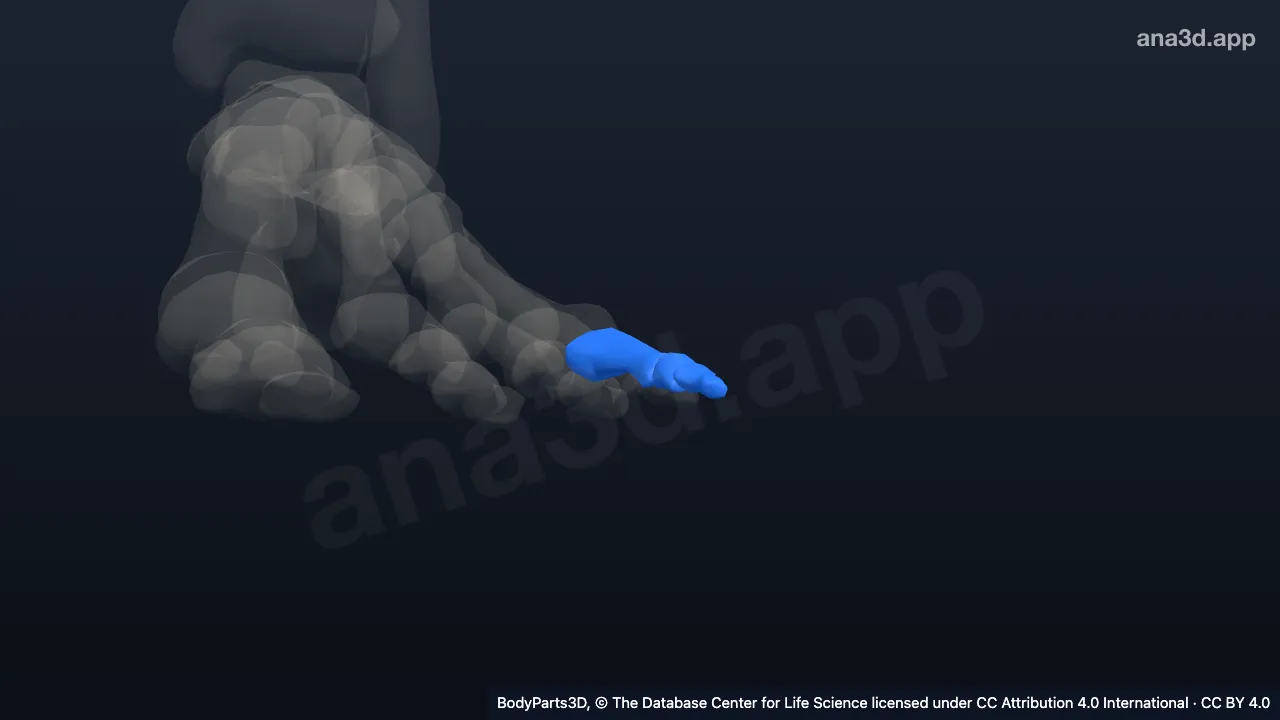 Modelo 3D: Dedo pequeño del pie izquierdo