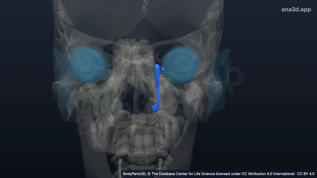 Modèle 3D : Conduit lacrymal gauche
