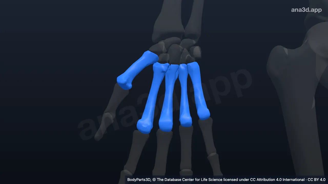 Modelo 3D: Mano derecha propiamente dicha